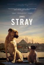 Watch Stray Gomovies