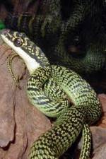 Watch National Geographic Snakes that Fly Gomovies