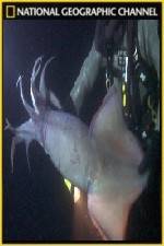 Watch National Geographic Hooked Squid Invasion Gomovies