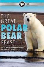 Watch The Great Polar Bear Feast Gomovies