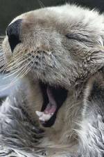 Watch Sea Otters - A Million Dollar Baby Gomovies