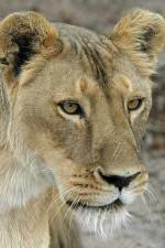 Watch Last Lioness: National Geographic Gomovies