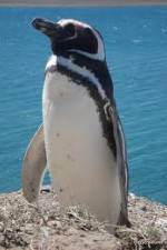 Watch National Geographic Wild Chronicles: Penguins Gomovies