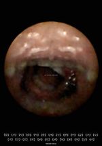 Watch Feeder (Short 2010) Gomovies