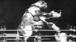 Watch The Boxing Cats (Prof. Welton\'s) Gomovies