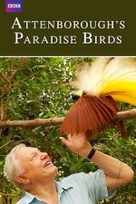 Watch Attenborough's Paradise Birds Gomovies