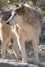 Watch National Geographic : Mystery of the Wolf Gomovies