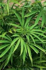 Watch Cannabis Whats The Harm Part 1 Gomovies