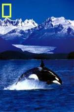 Watch National Geographic Killer Whales Of The Fjord Gomovies