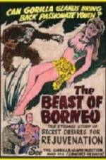 Watch The Beast of Borneo Gomovies