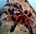 Watch Spidermania (TV Special 2002) Gomovies