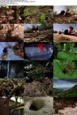 Watch National Geographic Wild - City Of Ants Gomovies