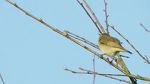 Watch Attenborough\'s Wonder of Song (TV Special 2022) Gomovies