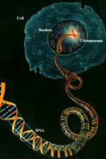 Watch Horizon: Miracle Cure? A Decade of the Human Genome Gomovies