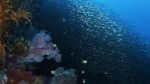 Watch Wild Window: Bejeweled Fishes Gomovies