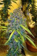 Watch Marijuana: It�s Time for a Conversation Gomovies