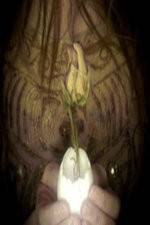 Watch A Zebra for Sally Gomovies