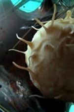 Watch Our Secret Universe: The Hidden Life of the Cell Gomovies