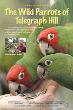 Watch The Wild Parrots of Telegraph Hill Gomovies
