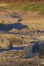 Watch Supergiant Animals Gomovies