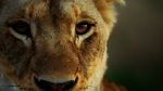 Watch Malika the Lion Queen Gomovies