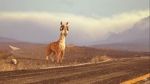 Watch Caminandes: Llama Drama (Short 2014) Gomovies