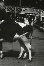 Watch Rube and Mandy at Coney Island Gomovies