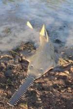 Watch National Geographic Hooked: Chainsaw Fish Gomovies