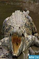 Watch National Geographic Mother Croc Gomovies