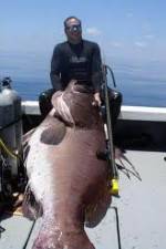 Watch National Geographic: Monster Fish - Nile Giant Gomovies
