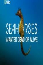 Watch National Geographic - Wild Seahorses Wanted Dead Or Alive Gomovies