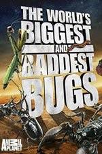 Watch Worlds Biggest and Baddest Bugs Gomovies