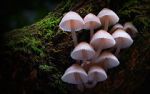Watch Fungi: The Web of Life Gomovies