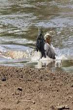 Watch National Geographic Wild Blood River Gomovies