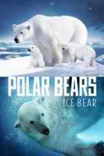 Watch Polar Bears Ice Bear Gomovies