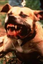 Watch Dogfighting Undercover Gomovies