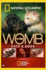 Watch National Geographic In The Womb Cats Gomovies