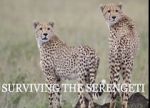 Watch Surviving the Serengeti Gomovies