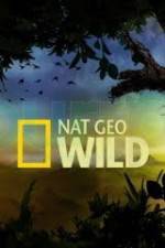 Watch Wild Tiger Queen Gomovies