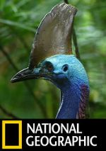 Watch Dino Bird Gomovies