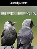Watch Bird Brain Gomovies