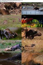 Watch National Geographic - World's Deadliest Lady Killers Gomovies