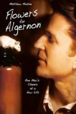 Watch Flowers for Algernon Gomovies