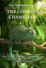 Watch Our Wonderful Nature - The Common Chameleon Gomovies