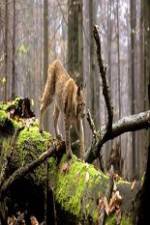 Watch National Geographic Wild Balkans Gomovies