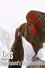 Watch Keas: New Zealand\'s Witty Daredevils Gomovies
