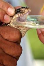 Watch History Channel Evolve:  Venom Gomovies