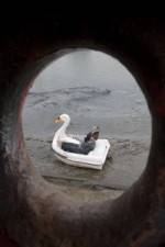 Watch Swandown Gomovies