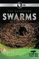 Watch Nature The Gathering Swarms Gomovies