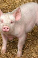 Watch Patent For A Pig: The Big Business of Genetics Gomovies